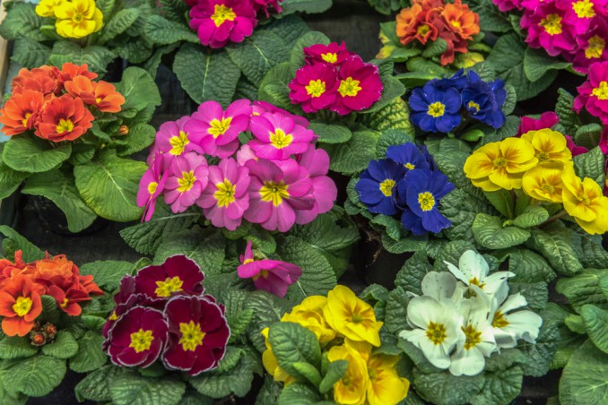 piante perenni fiori