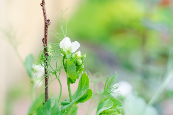 coltivare piselli rampicanti, coltivazione piselli