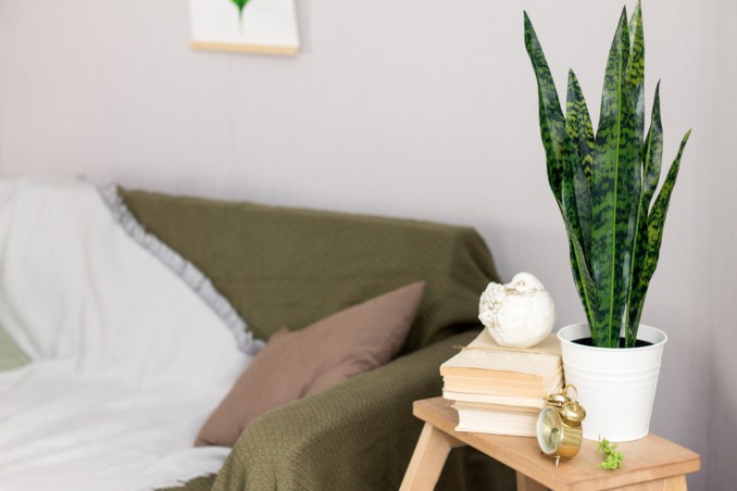 coltivare lingua di suocera, curare lingua di suocera, coltivare sanseveria, coltivare sansevieria 