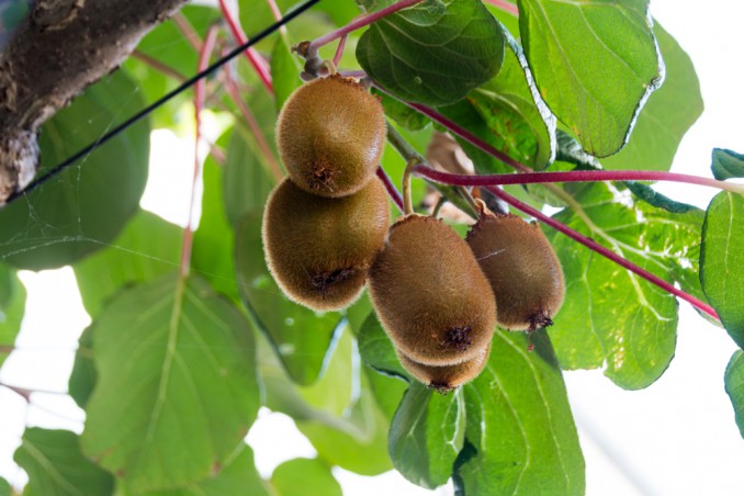 coltivare kiwi