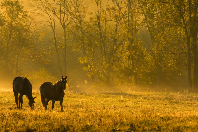 sognare cavalli, cosa significa sognare cavalli