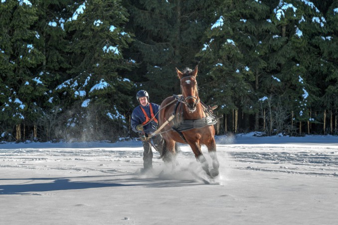 Skijoring