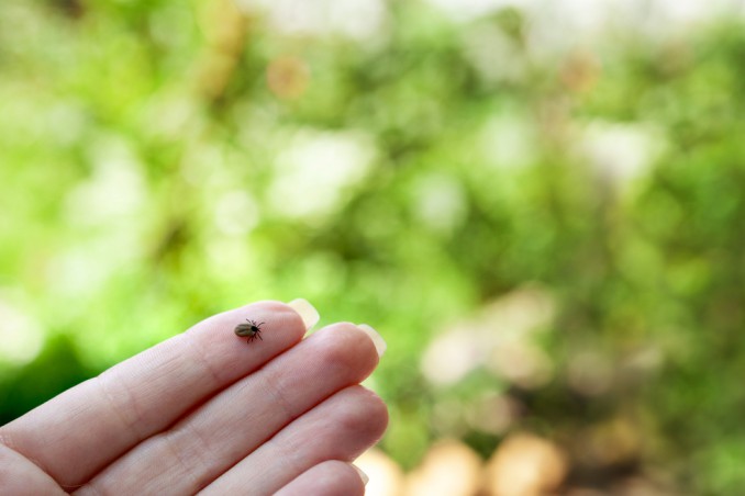 come togliere zecche persone, come rimuovere zecca, togliere zecche da corpo umano