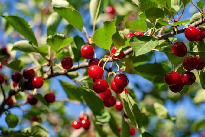 come coltivare ciliegie, coltivazione ciliegie