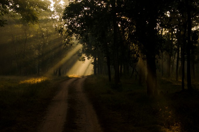 Foresta