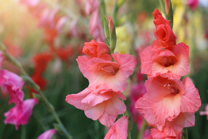 come coltivare gladioli, coltivazione gladioli