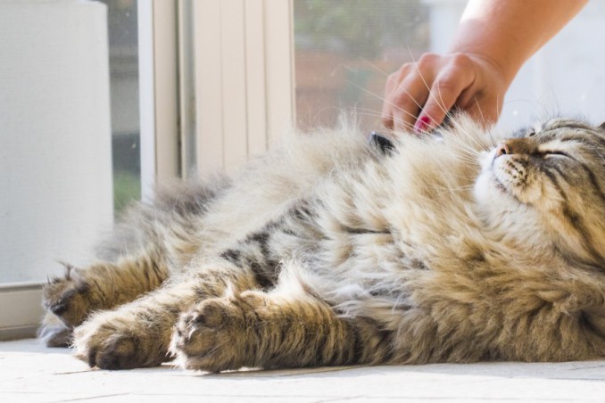 gatto, vomita spesso pelo, cosa fare