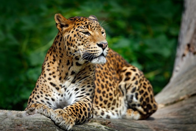 animali solitari, niente branco, chi sono