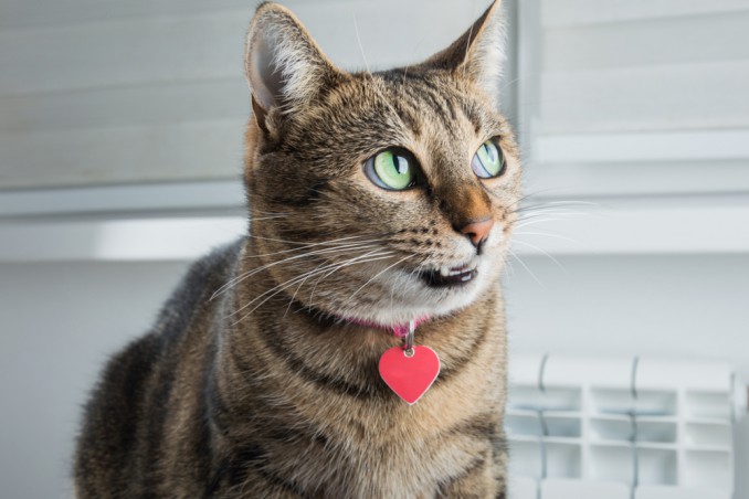 collarino gatto fai da te