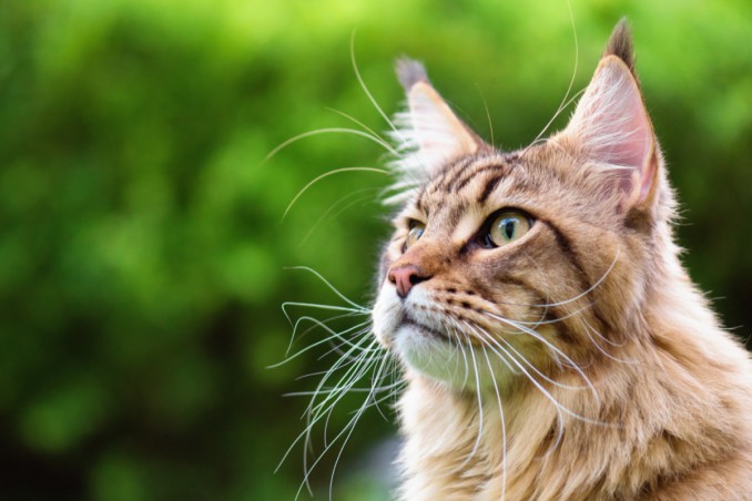 gatti, razze, grandi