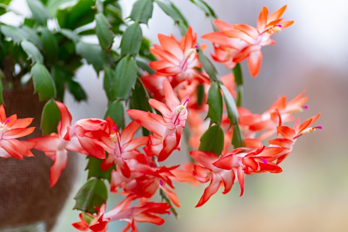 cactus natale come farlo rifiorire, schlumbergera come far rifiorire, cactus natale fiorire
