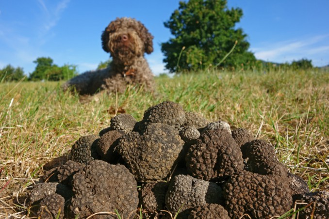 cani da tartufo, razze, animali