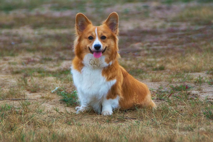 pembroke welsh corgi, cani gallesi, razza canina