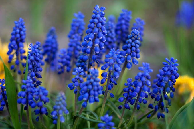 come coltivare muscari, coltivare muscari