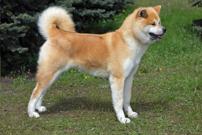 razze, cani Giappone