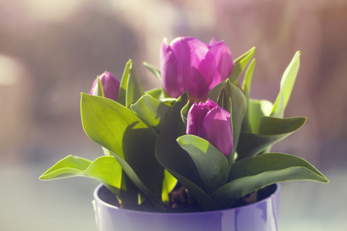 come coltivare tulipani casa, coltivare tulipani, coltivare tulipani acqua, coltivare tulipani vaso