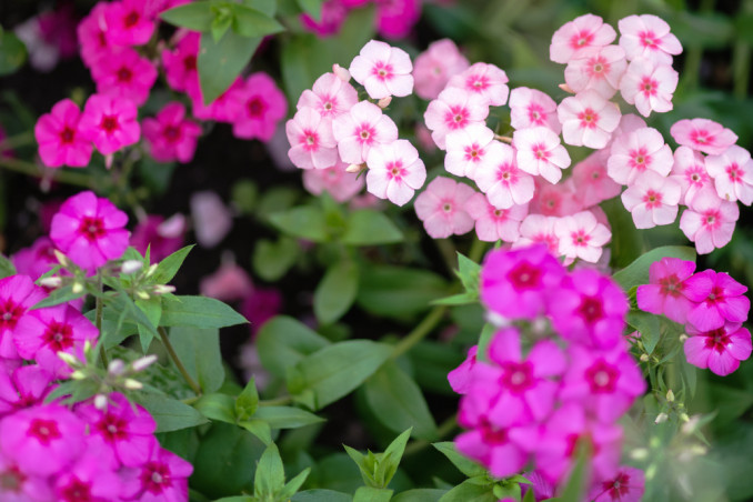 come coltivare flox, coltivare flox