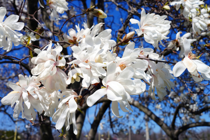 come coltivare magnolia stellata, coltivazione magnolia stellata