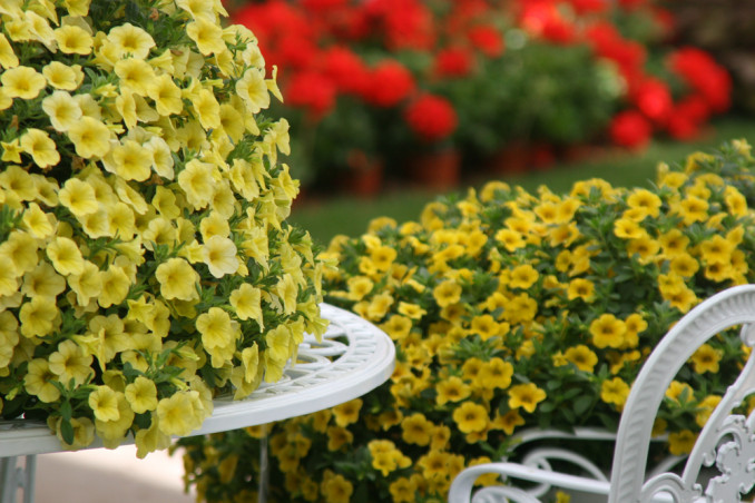 petunia nana coltivazione, coltivare petunia nana, coltivare calibrachoa, coltivazione calibrachoa