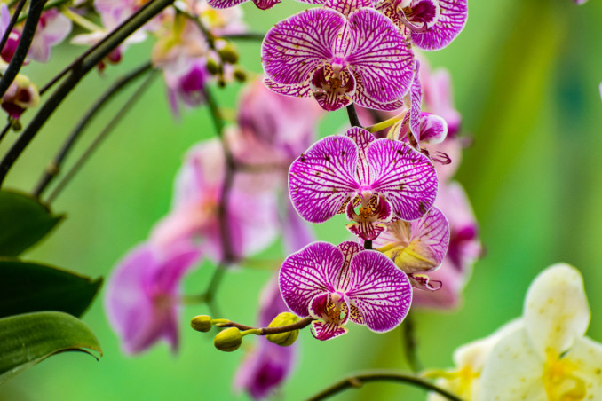 orchidea phalaenopsis cura, curare orchidea phalaenopsis