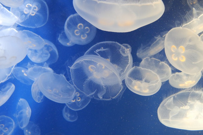 rimedi punture meduse