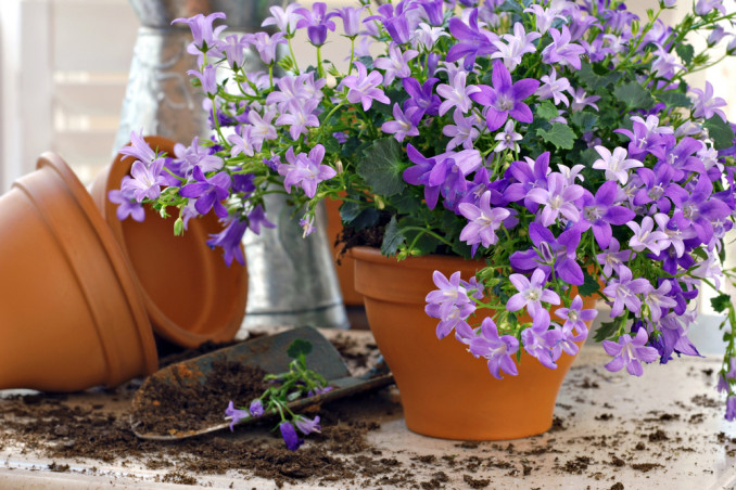 come coltivare campanule, coltivare campanule