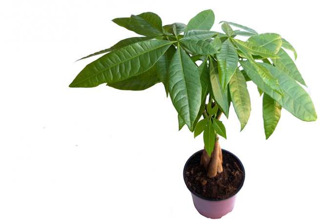 come curare pachira, curare pachira in casa, come coltivare pachire