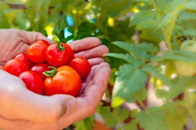 solanacee quali sono, solanacee come si coltivano