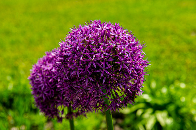 come coltivare aglio ornamentale, come coltivare allium