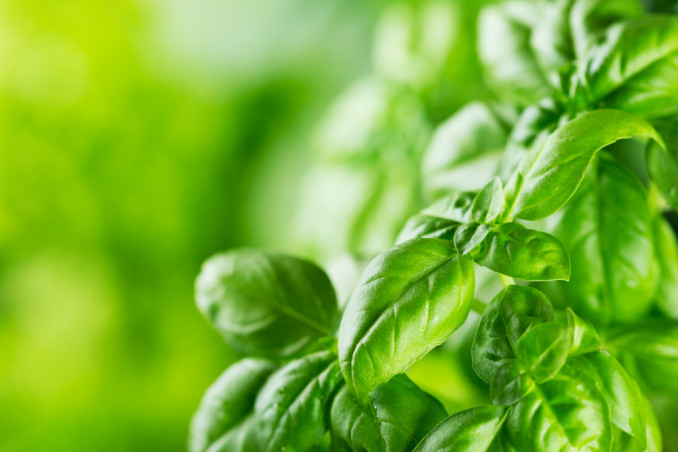 raccogliere basilico consigli