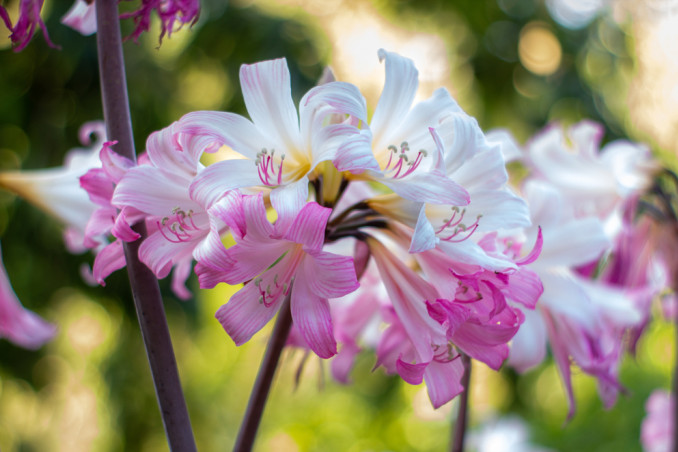 come coltivare amaryllis, coltivare amaryllis belladonna, coltivare amarillide
