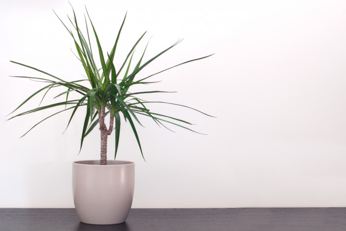come coltivare dracena, coltivazione dracena
