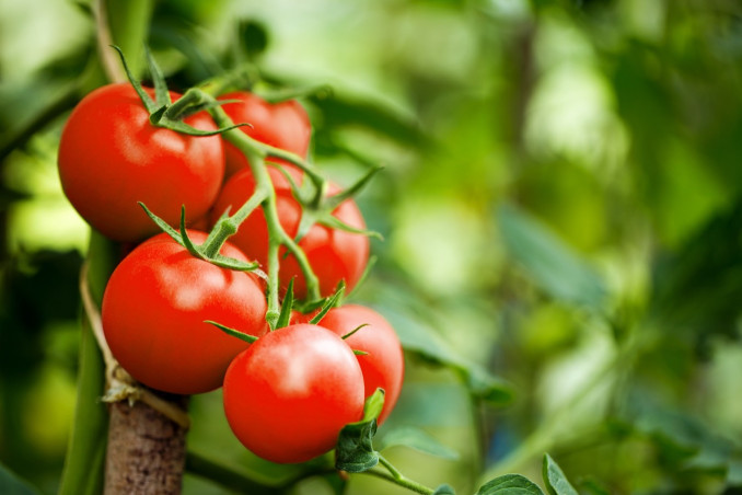 sognare, pomodori, significato