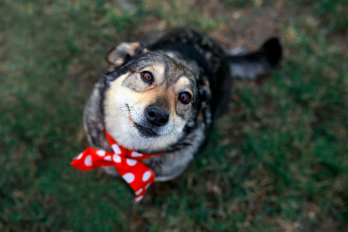 Adottare un cane anziano