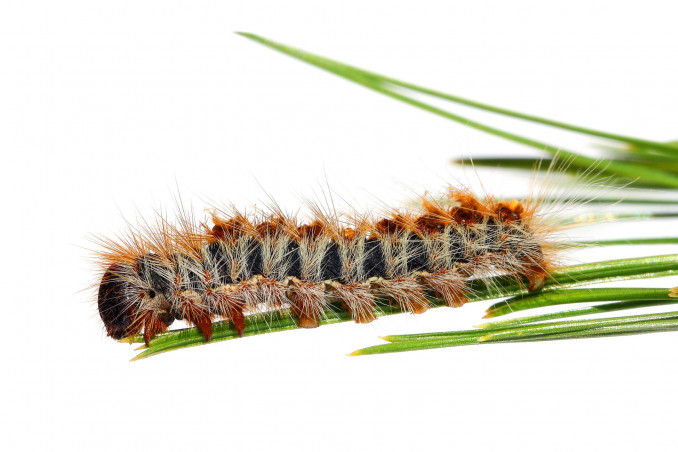 Processionaria e cani