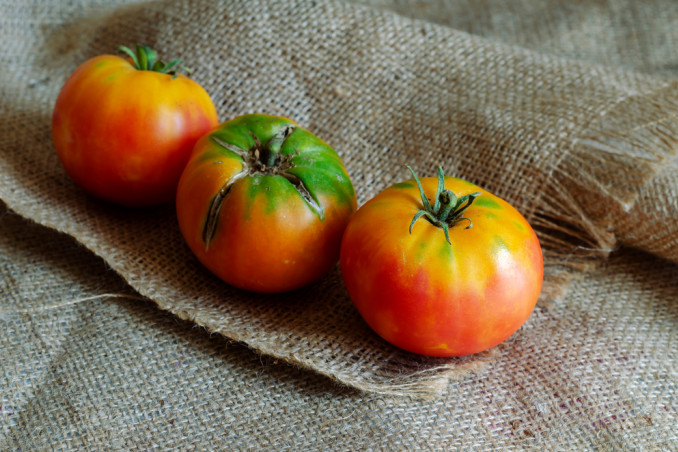 come coltivare pomodori sacco, coltivazione pomodori sacco