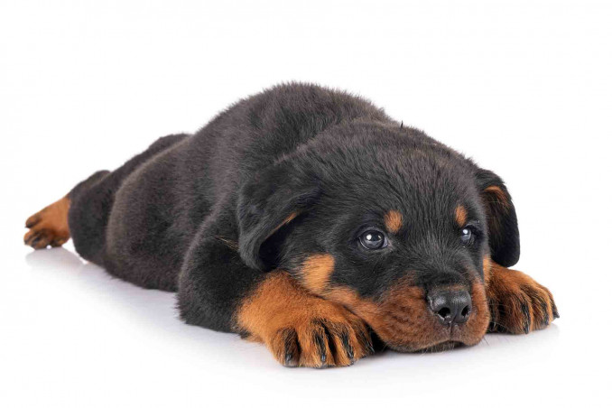 Rottweiler