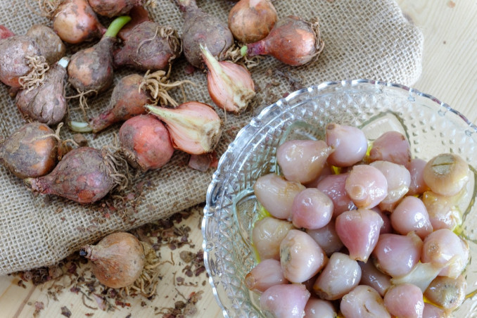 lampasioni, conserve, Puglia