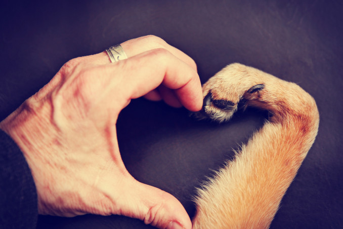 amore animali citazioni