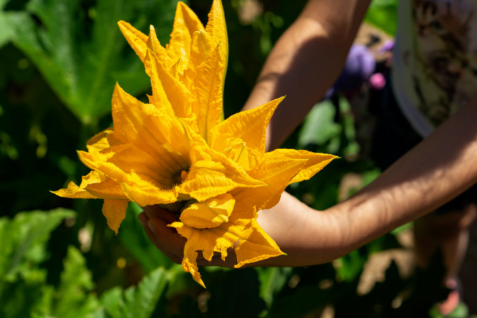 Fiori di zucchina