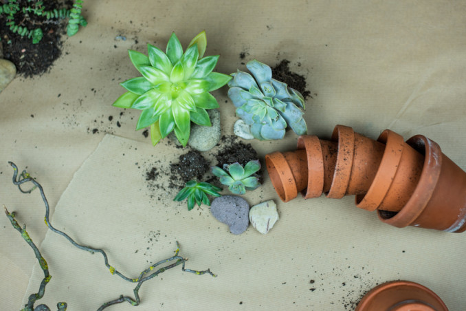 invasare piantine grasse