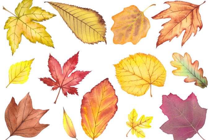 foglie autunnali da stampare, foglie autunno da stampare