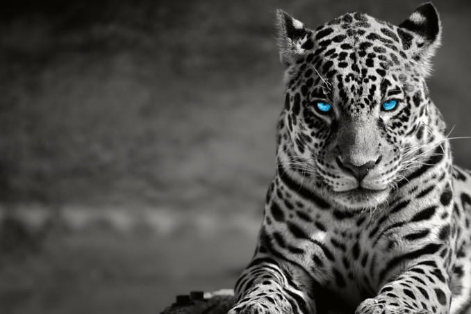 notte gialla, emis killa, madame